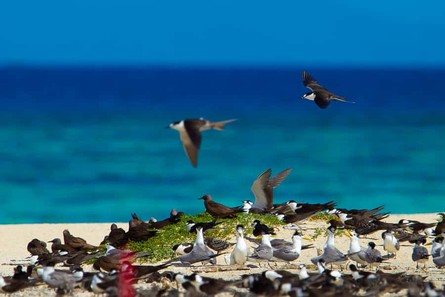 Cairns: Ocean Spirit Great Barrier Reef Full Day Tour - Practical advice before you go
