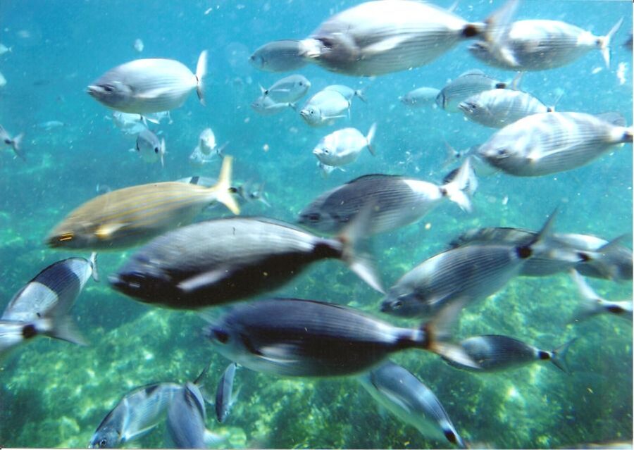 Cap Norfeu: Costa Brava Catamaran Trip with Underwater Views - Leaving Roses with the coast ahead
