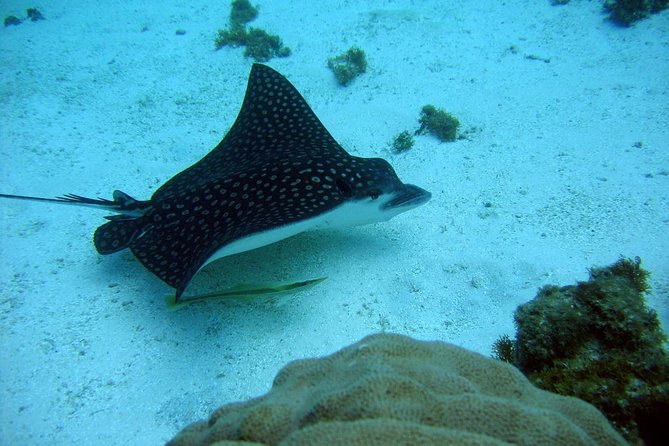 Catalina Island - Snorkeling tour on a luxury catamaran - How the group size changes the experience