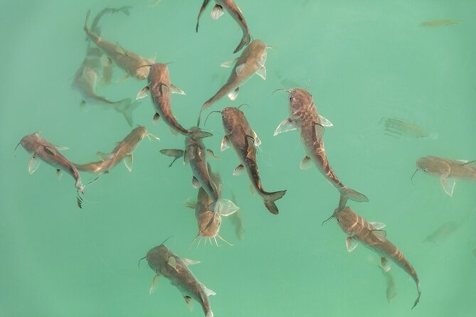 Catamaran Adventure: Sailing and Swimming in the Bacalar Lagoon - Crew quality can shape the whole day