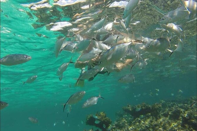 Catamaran and Snorkeling Party with Drink Included in Punta Cana - The natural pool is where the party begins