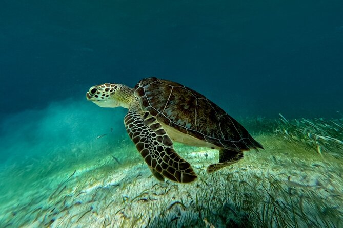 Catamaran Cruise in Riviera Maya With Snorkeling & Beach Club - Who will enjoy this cruise most
