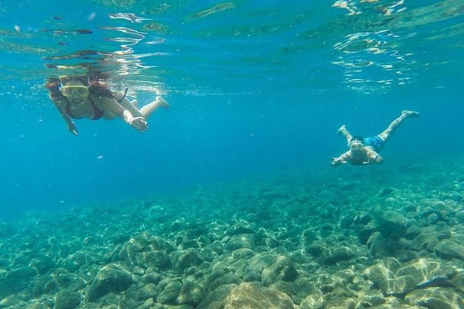 Catamaran Day Cruise to Desertas Islands from Funchal - Wildlife comes before swimming