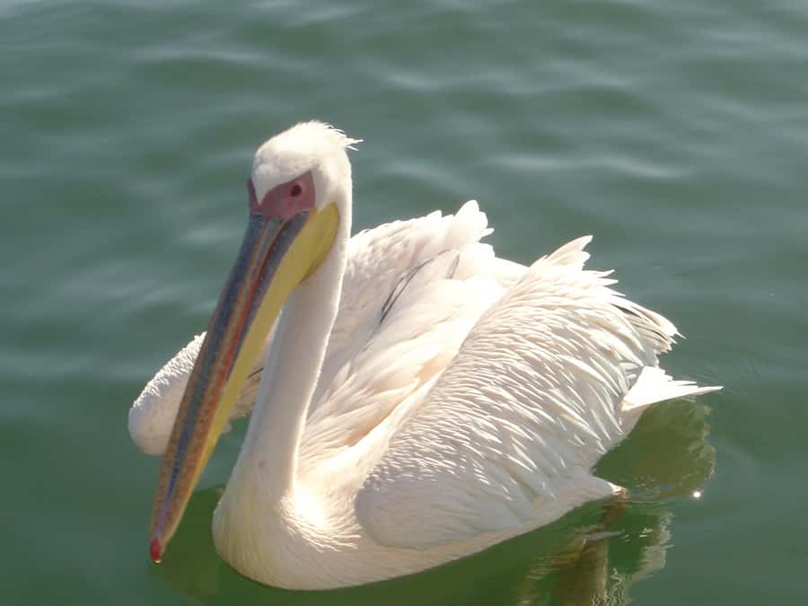 Catamaran Dolphin Cruise and Sandwich Harbour Tour - Key points to know before you book