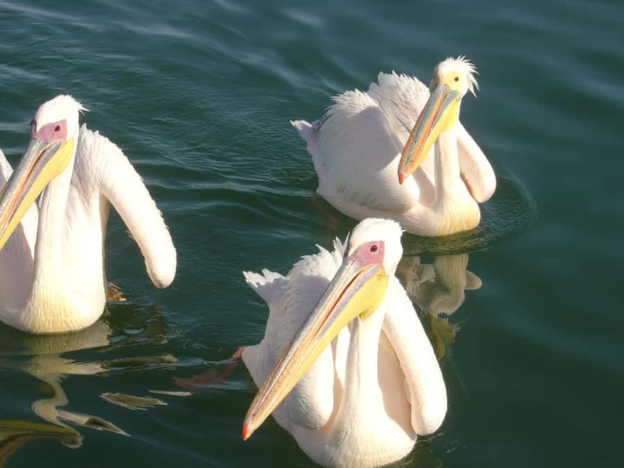 Catamaran Dolphin Cruise and Sandwich Harbour Tour - Oysters and sparkling wine on the water
