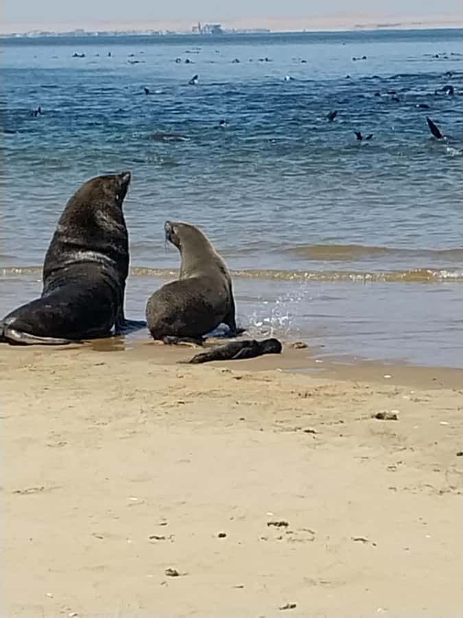 Catamaran Dolphin Cruise and Sandwich Harbour Tour - Lunch, local drinks, and a quiet desert pause