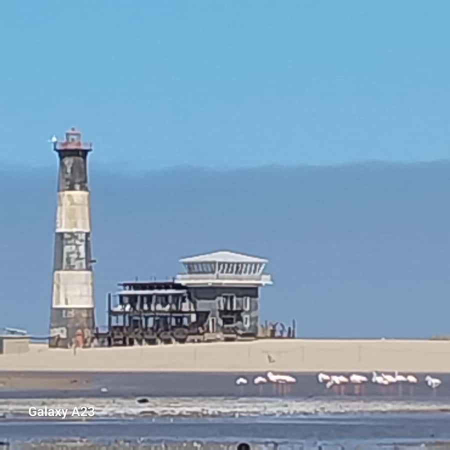 Catamaran Dolphin Cruise and Sandwich Harbour Tour - Pelican Point by catamaran: seals, dolphins, and the lighthouse