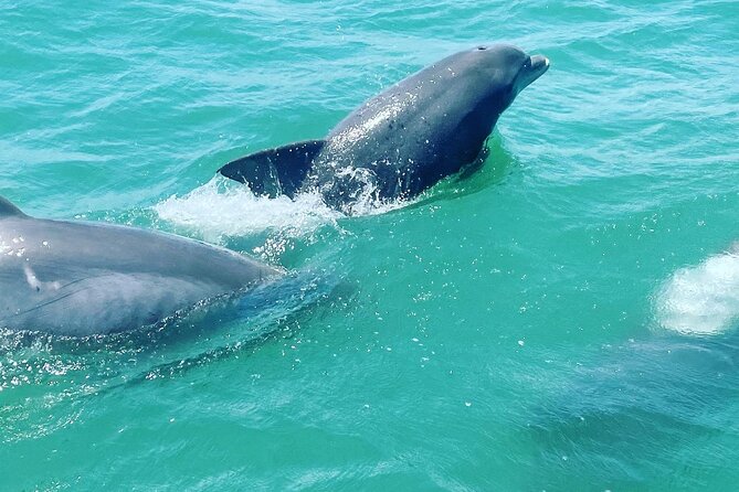 Catamaran Dolphin Cruise in Myrtle Beach with Barrier Island Stop - A two-hour cruise with more than dolphin watching