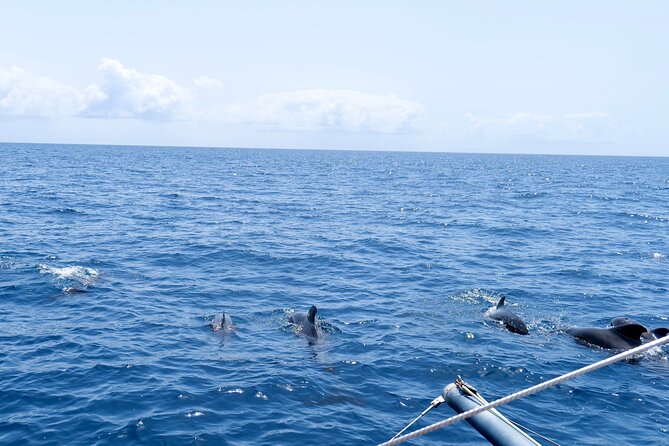 Catamaran Half Day - Beautiful day on the Atlantic Ocean - Is $68.36 good value?
