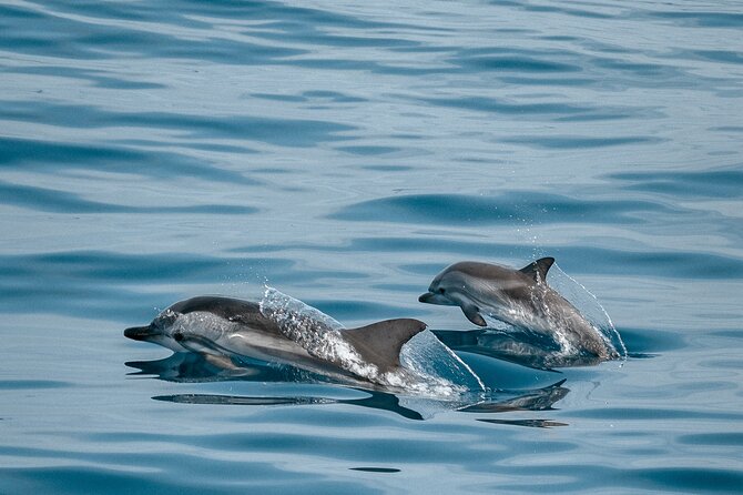 CATAMARAN OCEAN CRUISE TOUR, Food & Drinks included! - What the crew adds to the day