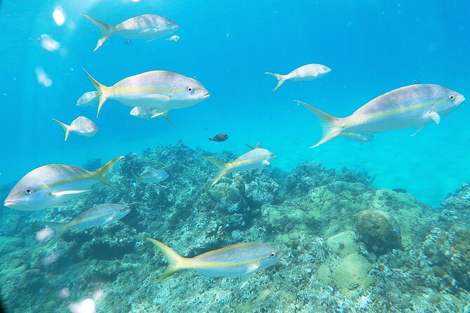 Catamaran Party Cruise with Snorkeling & BBQ - Two snorkeling stops near Sosua