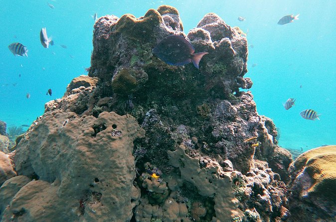 Catamaran Party Cruise with Snorkeling & BBQ - The slide and diving board change the mood