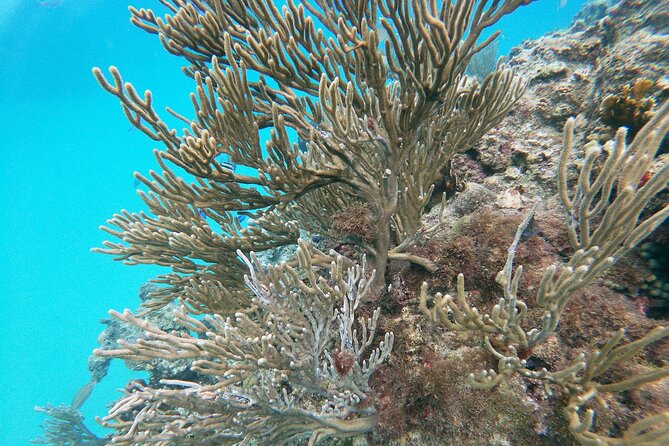 Catamaran Party Cruise with Snorkeling & BBQ - BBQ, music, and a social afternoon