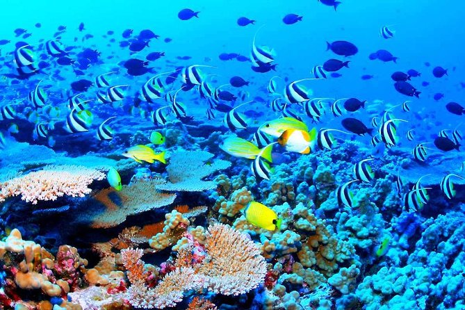 Catamaran Sail and Snorkeling Tour with Open Bar in Puerto Morelos - Should you book the Puerto Morelos catamaran tour?