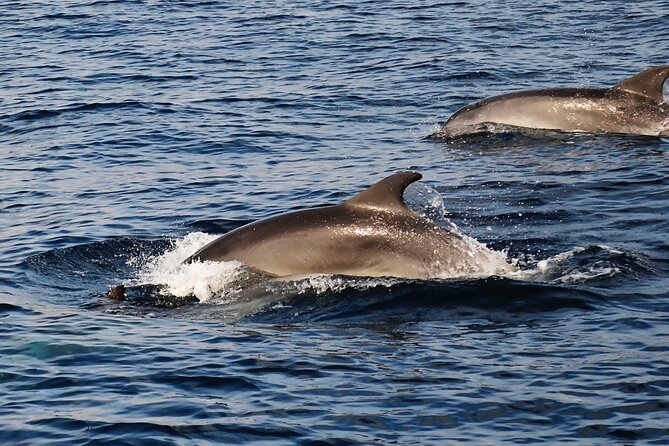 Catamaran Sailing Experience Manilva Tapas Drink Dolphins Swim Stop - The swim stop and snorkeling time