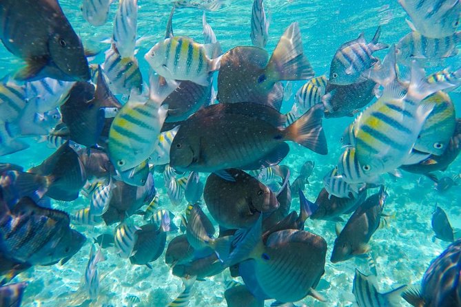 Catamaran Sailing Experience & Snorkeling Tour to Isla Mujeres - Is $79 a fair price?
