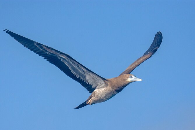 Catamaran Sailing Tour or Whale Watching at Boa Vista - What the onboard experience feels like