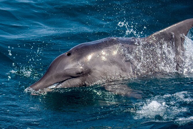 Catamaran Sailing Tour or Whale Watching at Boa Vista - Practical details that affect your day