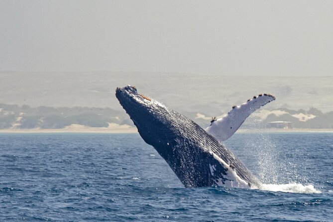 Catamaran Sailing Tour or Whale Watching at Boa Vista - Summer at Djeu Island