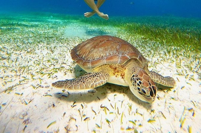 Catamaran Sky Tour in Cozumel - Meeting in central Cozumel