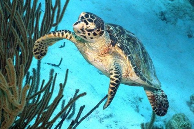 Catamaran Snorkel & BBQ Sail (cruise friendly) - Why this trip works so well for cruise passengers