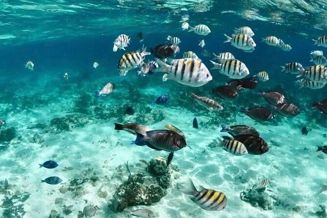 Catamaran Snorkel & Beach Day with Turtles - Starting at Montagu Beach and cruising Nassau Harbour