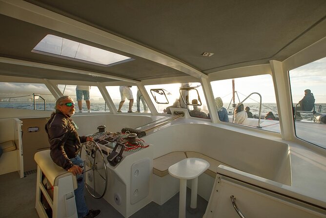 Catamaran Sunset Champagne Cruise Cape Town - Looking for whales, dolphins, and penguins