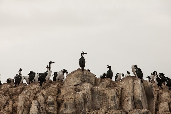 Catamaran Tour through the Beagle Channel and Penguins in Isla Martillo - Isla de los Pájaros: a busy nursery at sea