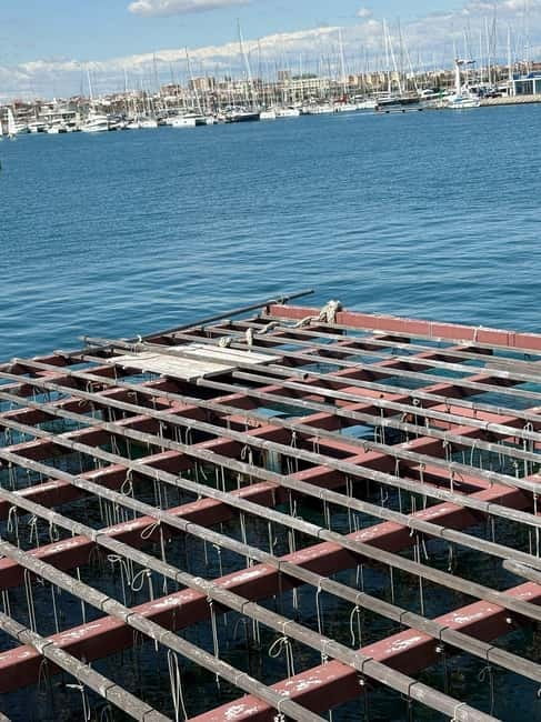 Catamaran trip and visit to the mussel nurseries with a snack - Booking tips for a smoother trip