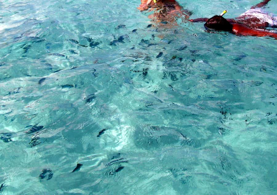 Catamaran Trip to Ile au Cerfs with Lunch and GRSE waterfall - Is $69 Good Value?
