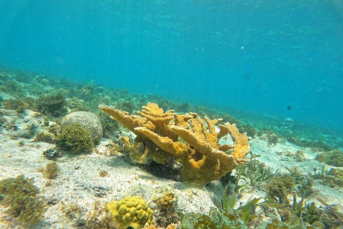 Catamaran with Snorkeling and North Beach, Isla Mujeres - What the $49 price really covers