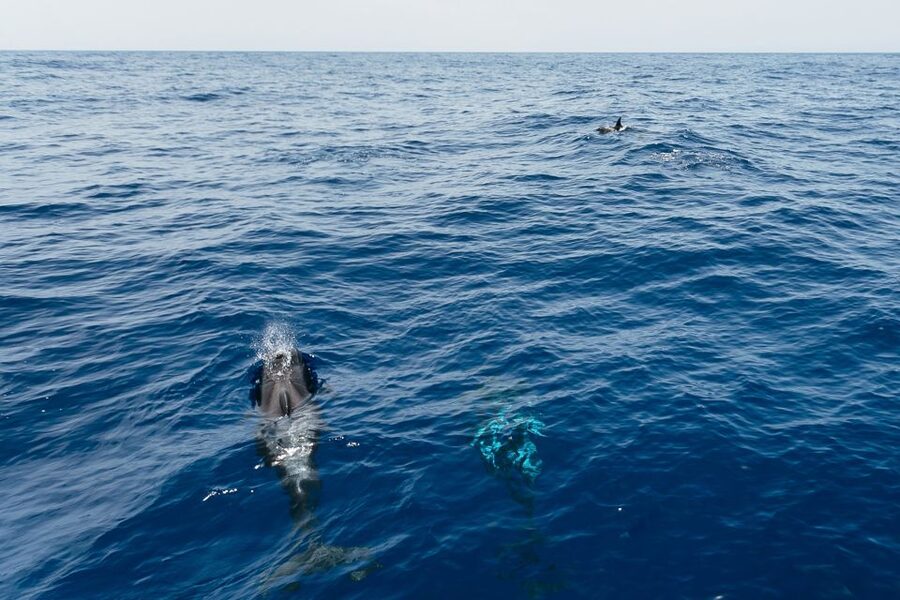 Costa Adeje: Whale Watching Catamaran Tour with Drinks - Why Pilot Whales Make This Tour Different