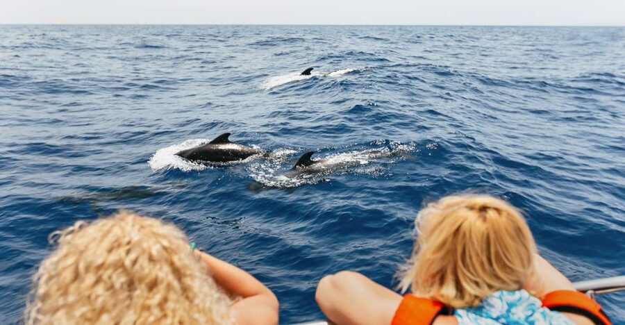 Costa Adeje: Whale Watching Catamaran Tour with Drinks - Watching Whales Without Rushing Them