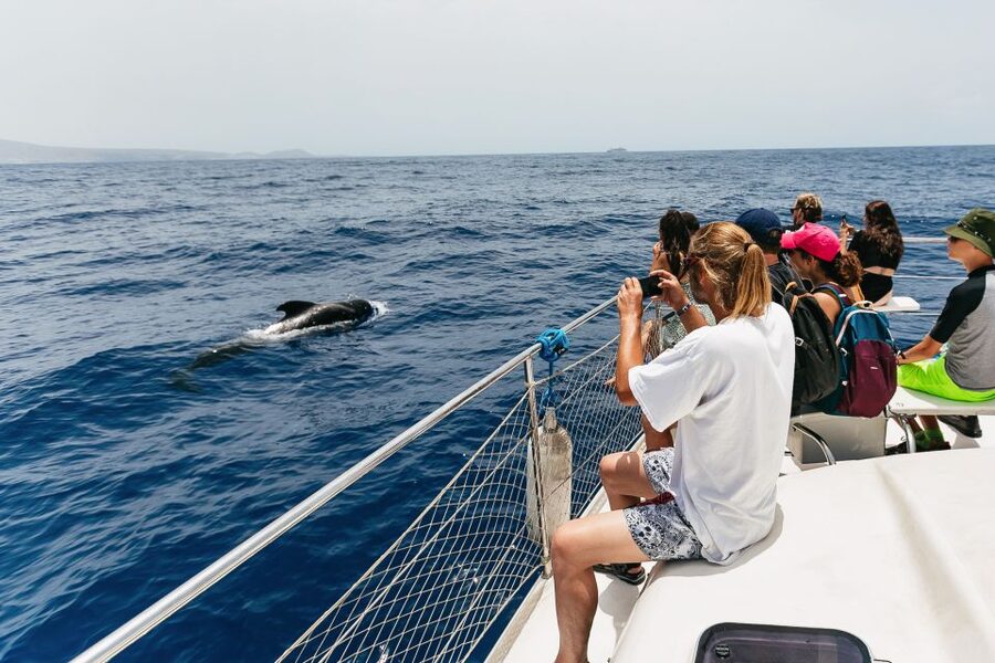 Costa Adeje: Whale Watching Catamaran Tour with Drinks - Practical Tips for a Better Day at Sea