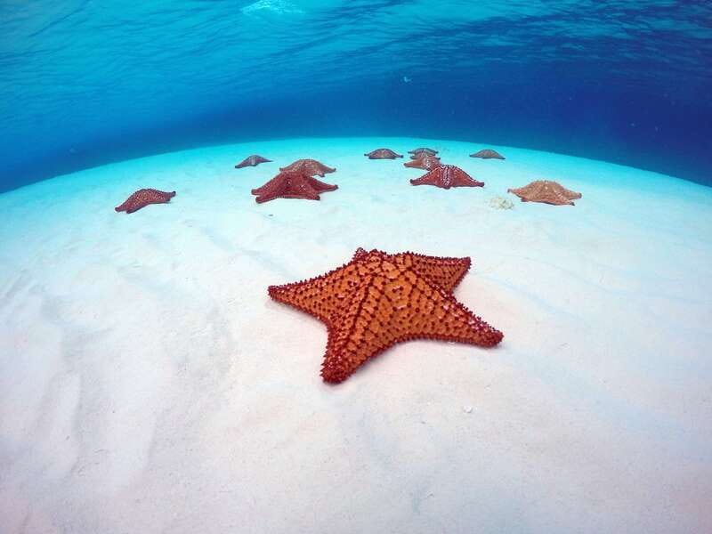 Cozumel: Catamaran, El Cielo Bay & Palancar Reef with Lunch - Palancar Reef, 45 minutes of guided snorkeling