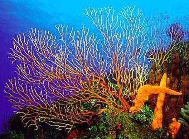 Cozumel Catamaran Experience with Snorkeling & Beach Club - Quick take: what makes this trip worthwhile