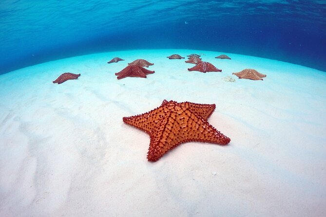 Cozumel Catamaran Snorkel Tour: El Cielo & Palancar with lunch - Weather and cancellation rules