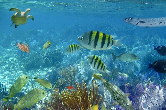 Culebra Snorkeling Tour by Catamaran from Fajardo - Lunch with cold drinks on board