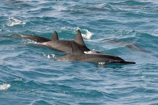 Deluxe Snorkel & Dolphin Watch Aboard a Luxury Catamaran from Kailua-Kona - Two hours at the Red Hill snorkel area