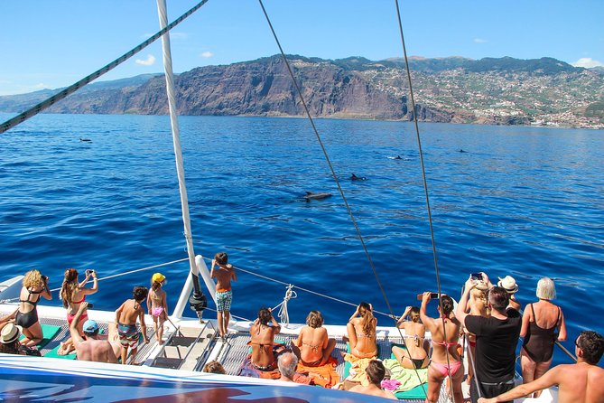 Dolphin and Whale Watching Catamaran Cruise from Funchal - What this Funchal catamaran cruise is really like