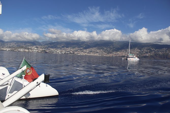 Dolphin and Whale Watching Catamaran Cruise from Funchal - Dolphins are more likely than whales, but nothing is certain