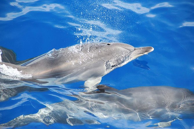 Dolphin and Whale Watching Catamaran Cruise from Funchal - Swimming below Cabo Girão