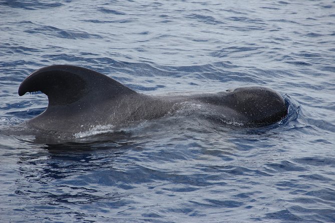 Dolphin and Whale Watching Catamaran Cruise from Funchal - Weather, wind, and seasickness advice