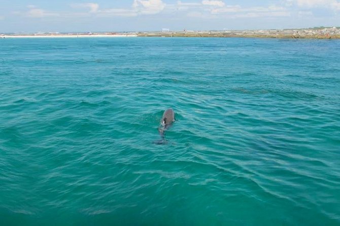 Dolphin Sightseeing Tour on the Footloose Catamaran - Drinks, music, and the small comforts on board