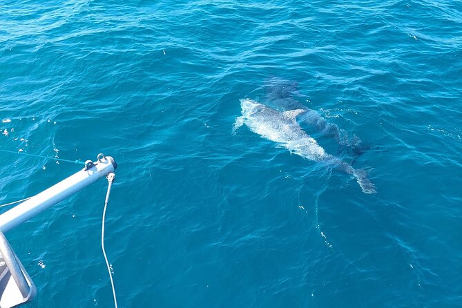 Dolphin trips on a catamaran - What the sea conditions can change
