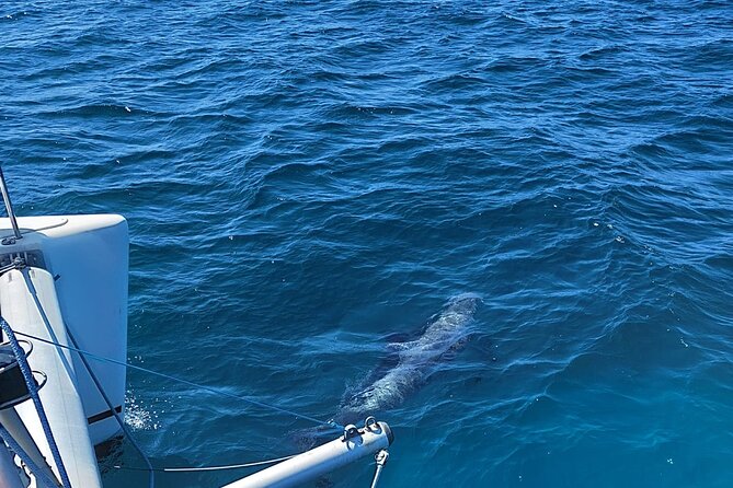 Dolphin trips on a catamaran - Is $42.33 good value from Marbella?
