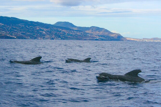Eco-Friendly Catamaran Dolphin and Whale Watching - What the eco-friendly label means here