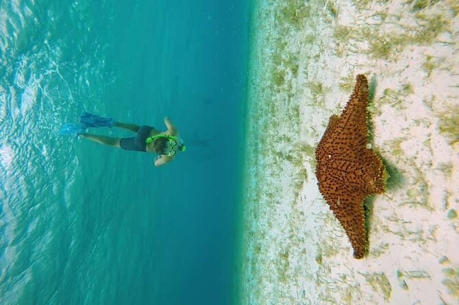 El Cielo Cozumel Snorkel tour by Catamaran - Palancar Reef: your first look below the surface