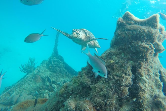 Elegance Catamaran turtles swim and lunch cruise - Stop one: about 45 minutes swimming with turtles