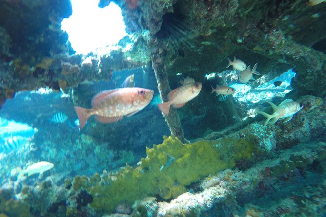 Elegance Catamaran turtles swim and lunch cruise - Sailing the west coast of Barbados